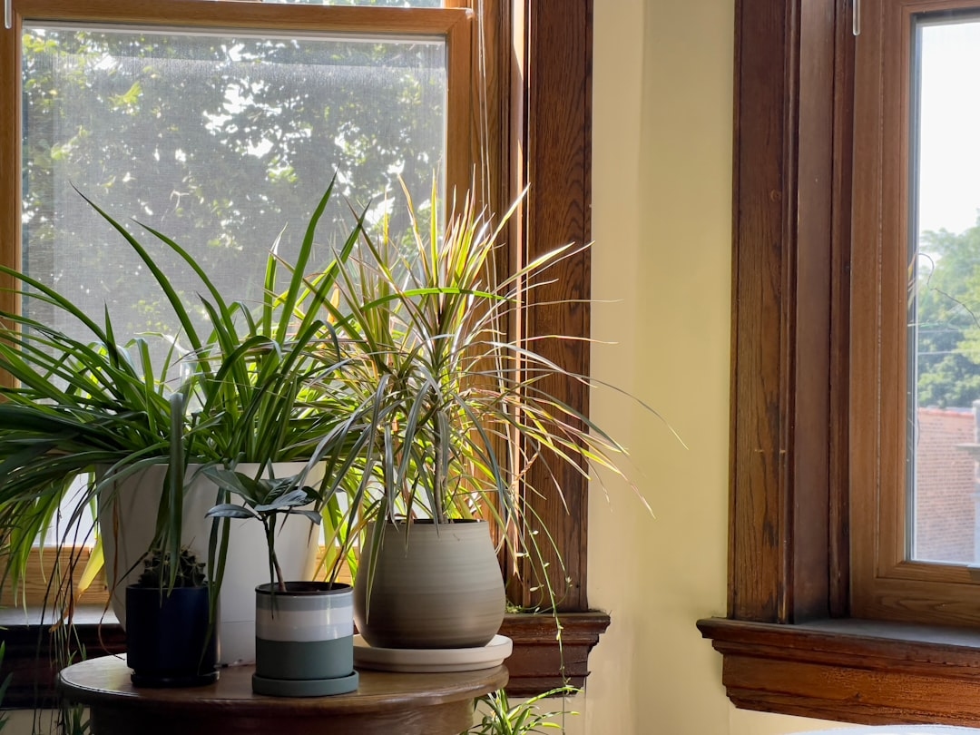 Лучшие комнатные растения для уюта и очищения воздуха в доме